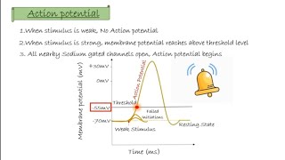 Nerve Impulse  Action Potential  Threshold Potential  Refractory Period  Nervous System part 1 [upl. by Bauer]