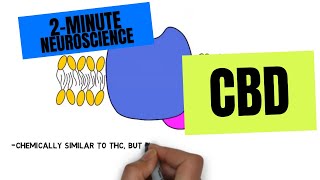 2Minute Neuroscience CBD [upl. by Idmann]