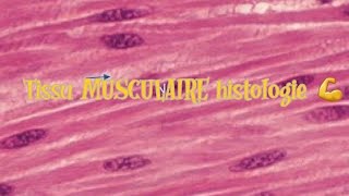 le tissu musculaire HISTOLOGIE [upl. by Aiciram]