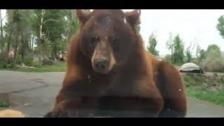 Bears attack our car at Yellowstone [upl. by Rilda]