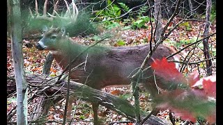 THE BIGGEST BUCK IVE EVER SEEN RUT HUNT November 2nd 2024 Pennsylvania Whitetail Deer Bow Hunting [upl. by Dougal471]