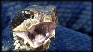 Cottonmouth vs Rattlesnake 01  Animal Fight [upl. by Leamhsi]