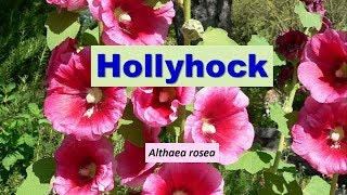 Hollyhock Althea Althaea rosea [upl. by Kcirdec643]