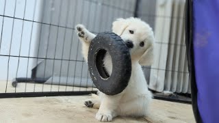 golden retriever puppies The Sweets Litter [upl. by Behre]