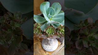 Echeveria Gila [upl. by Jodee]