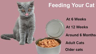 How Often Should I Feed My Cat [upl. by Warms]