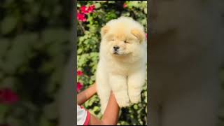 chow Chow dog puppy calmdown musica music [upl. by Meekar]