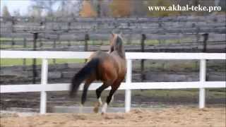 Akhalteke stallion Gaon  For sale [upl. by Enneirb492]