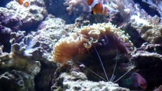 Pauls Red Sea Max 130d 1st Update [upl. by Barthold]