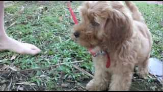 Spoodle Puppy 10 week old Millies milestones [upl. by Alta802]