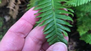 Sword fern and deer fern 2 [upl. by Navannod]