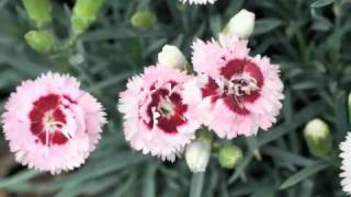 Best Perennials  Dianthus Raspberry Surprise Garden Pinks [upl. by Glanti]