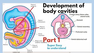 Development of body cavities  Thoracic Cavity Development  Embryology of body cavities  Easiest [upl. by Notecnirp]