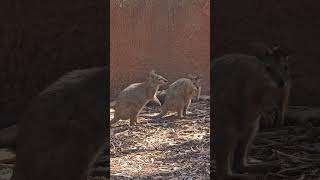 Wallabies sneezing and yawning [upl. by Garold20]