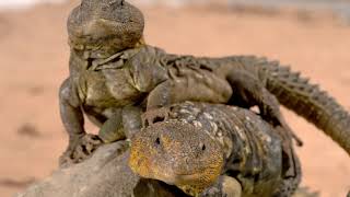 Amphibians and reptiles at Shuttleworth College [upl. by Elysee]