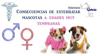 ¿CUANDO SE DEBE ESTERILIZAR UNA MASCOTA [upl. by Warrenne]