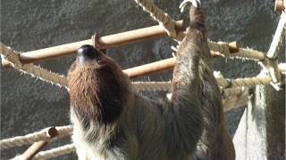 Sloth climbing a rope at Munich Zoo  Tierpark Hellabrunn [upl. by Ehling761]