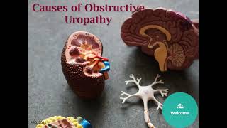 Obstructive uropathy [upl. by Patrica]