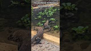 KOMODO MENYELAM BAGAIKAN IKAN😱komodoreptilescarnivorewildlifewildanimalzooanimalsshortvideo [upl. by Marylynne]