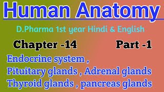 Endocrine system  Pituitary glands  Adrenal glands  Thyroid glands  Pancreas glands D Pharma [upl. by Shute]