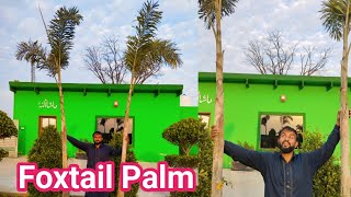 Foxtail Palm Tree  Home and Farm House Best Palm Tree Foxtail Palm  Beautiful Look of Foxtail Palm [upl. by Leanard697]