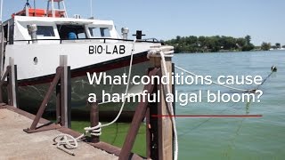 HABs FAQs What conditions cause a harmful algal bloom [upl. by Nehpets]