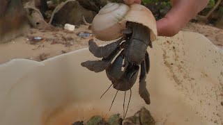 Catching Giant Hermit Crab Under Rock [upl. by Ttezil]