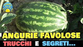 ANGURIE FAVOLOSE TRUCCHI E SEGRETI COCOMERI GIGANTI col metodo LUCE IN NATURA  Citrullus Lanatus [upl. by Eahsram]