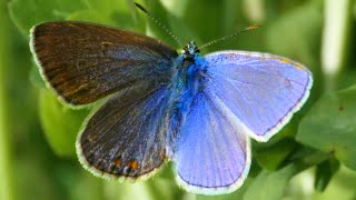 THIS BUTTERFLY is HALF Male  HALF Female Gynandromorph  EXTREME RARITY [upl. by Karlyn636]