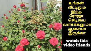 rose plant varieties in tamilrose plant variety name [upl. by Ylecara]