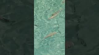 FISH FEEDING IN MALDIVES  WATERVILLA STAY  REETHI BEACH RESORT [upl. by Nylyahs]