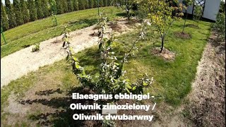 Elaeagnus ebbingei  Oliwnik zimozielony Oliwnik dwubarwny [upl. by Eentirb]