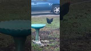 freerangechicken freedom sunday sundaymorning hens henhouse footloose chicken beautiful [upl. by Annawik]