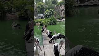 pelicans pelikan videoshorts videoshortsviral viralvideo [upl. by Beverly]