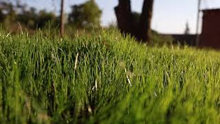 FESTUCA ARUNDINACEA  BARENBRUG [upl. by Ymeon]