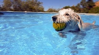 Milo the little Schnoodle playing in the pool [upl. by Fahey]