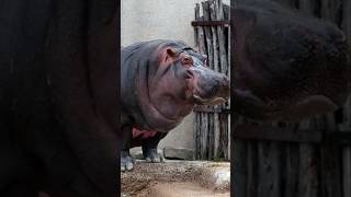 Hippo  Fattest animal in the world Shorts reels viralvideo [upl. by Anahsahs]