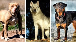 Las 7 razas de perro más peligrosas y vetadas del mundo [upl. by Cathey]