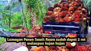 Panen Sawit Rawa Mengejutkan Hasil Segini campuran antara Sawit Abalabal dan Unggul [upl. by Attiuqaj]