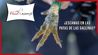 Cómo Prevenir los ÁCAROS en las patas de las GALLINAS [upl. by Ettezil]