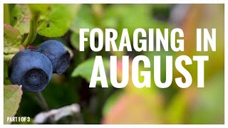 Foraging in August  UK Wildcrafts Foraging Calendar Part 1 of 3 [upl. by Ahl]