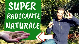 Scopri TRE RADICANTI NATURALI per TALEE efficaci [upl. by Aonian]