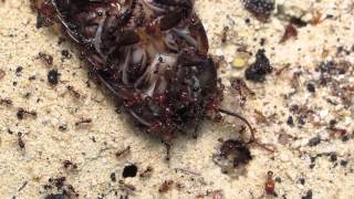 Pheidole pallidula Feeding a hissing cockroachFütterung einer Fauchschabe [upl. by Vogele]