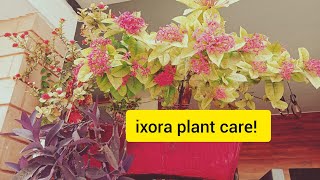 The Ultimate Guide to Ixora Plant CareIxora Plant ixora plant care Ixora Flower plant [upl. by Yeleak]