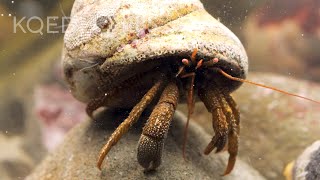 These Feisty Hermit Crabs Brawl Over Snail Shells  Deep Look [upl. by Cochrane791]