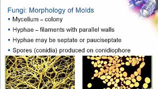 Introduction to Clinical Mycology Part 1 Hot Topic [upl. by Tratner82]