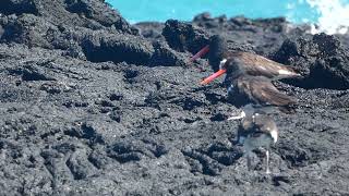 Feliz dia de las aves playeras Familia de Ostreros Haematopus palliatus Isla Isabela Ecuador [upl. by Noiztneb247]