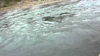 Wilson River Steelhead Fly Fishing 432011 [upl. by Tisha]