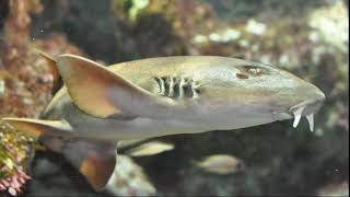 Facts The Grey Bamboo Shark [upl. by Berky]