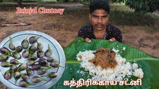 Brinjal Chutney  Brinjal chutney Recipe in Tamil  Side dish for Biryani Village Outdoor Cooking [upl. by Qirat]